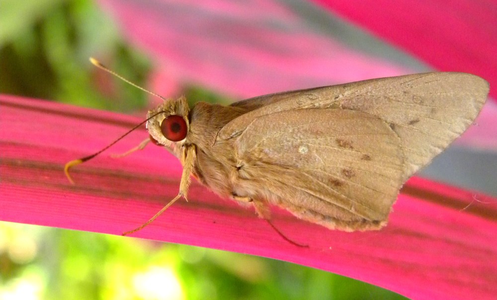 Coconut Skipper (Hidari irava)