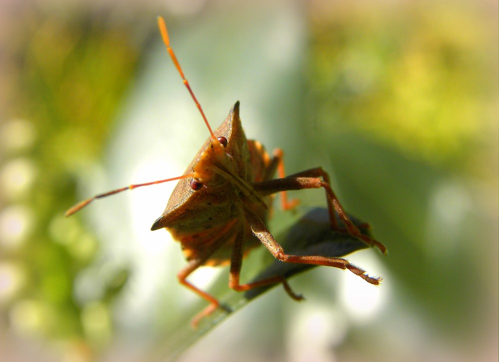 Snuitkeverschildwants