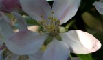 Appelbloesem