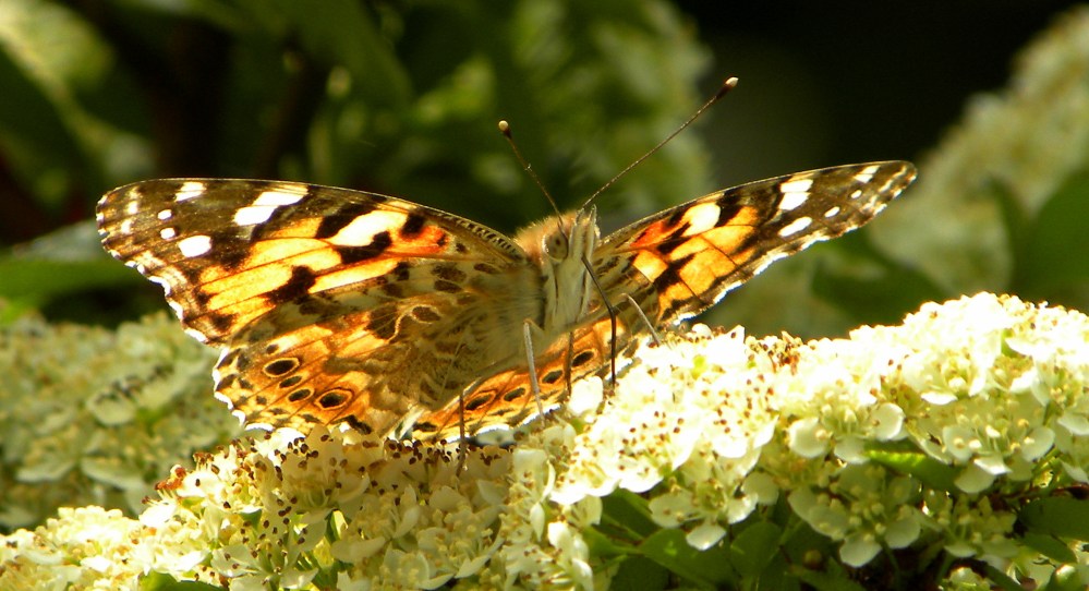 Vanessa Cardui, Distelvlinder
