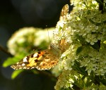 Distelvlinder, Vanessa Cardui