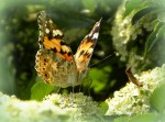 Distelvlinder, Vanessa Cardui