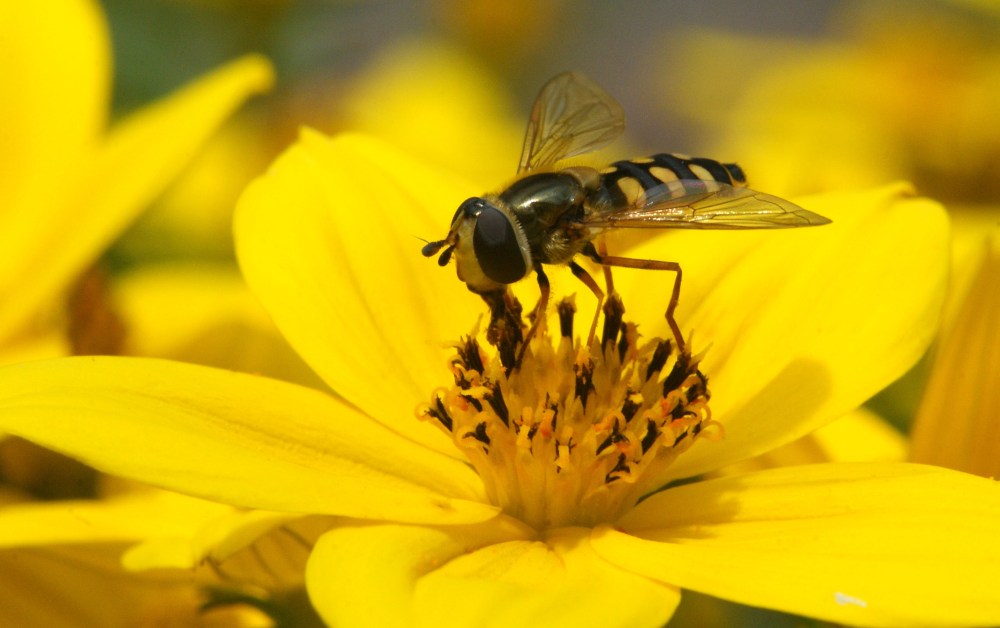 Terrasjeskommazweefvlieg