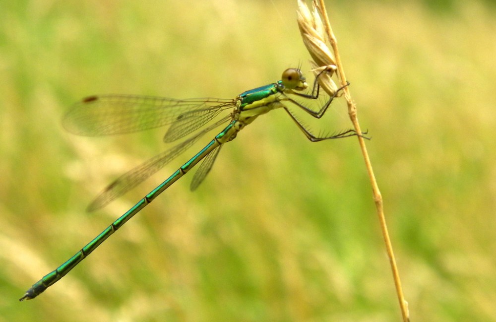 Tengere pantserjuffer