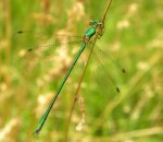 Tengere Pantserjuffer