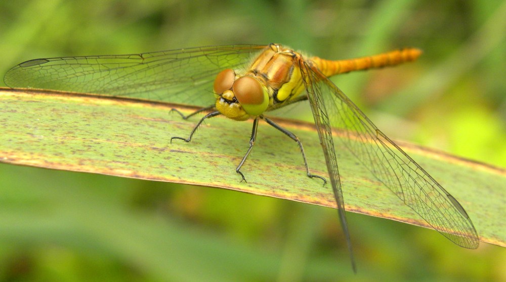 Bruinrode Heidelibel