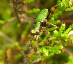 Groene Zandloopkever