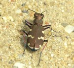 Bastaardzandloopkever