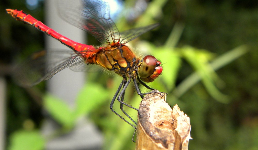 Bloedrode Heidelibel