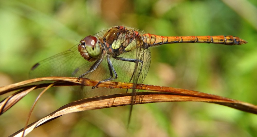 Bruinrode-Heidelibel