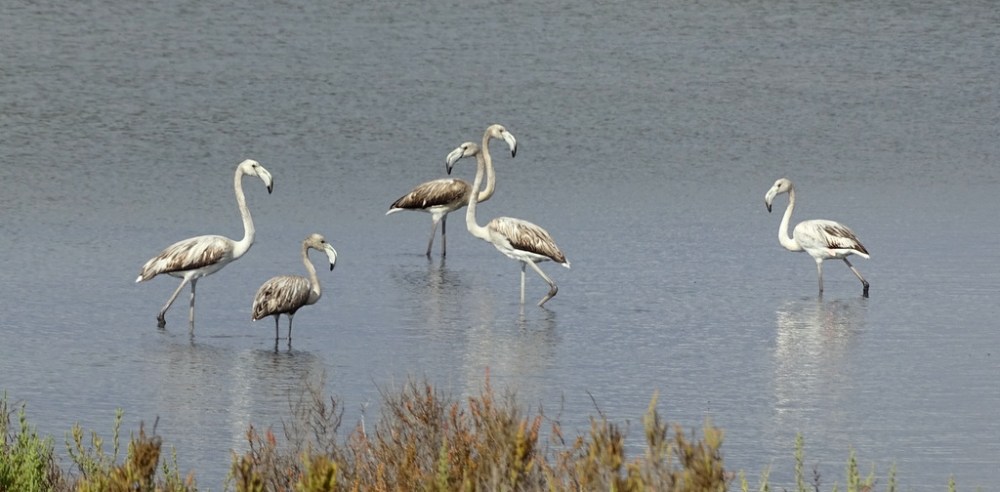 juveniele Flamingo's