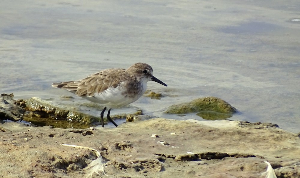 Temmincks Strandloper