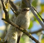 Grauwe Vliegenvanger