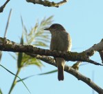 Grauwe Vliegenvanger