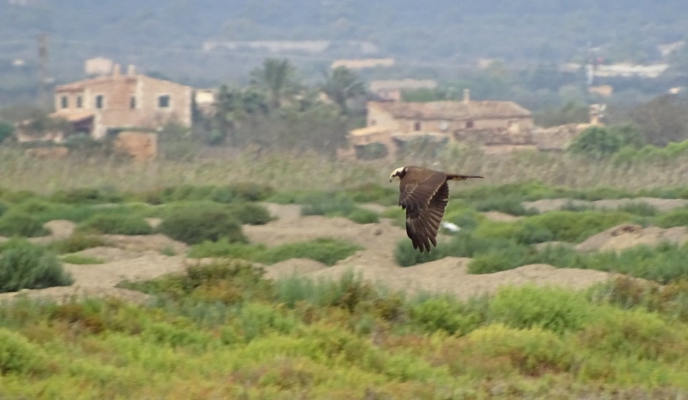Bruine Kiekendief vrouw