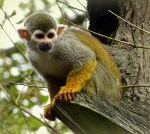 Geelpoot aap
