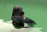 Grijze zeehond
