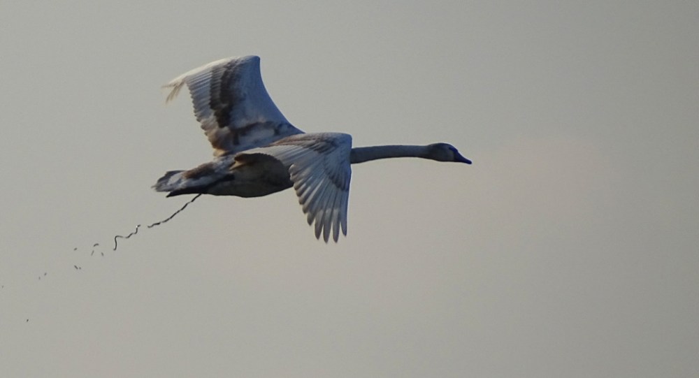 juveniele Knobbelzwaan
