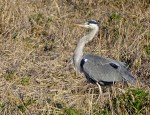 Blauwe Reiger