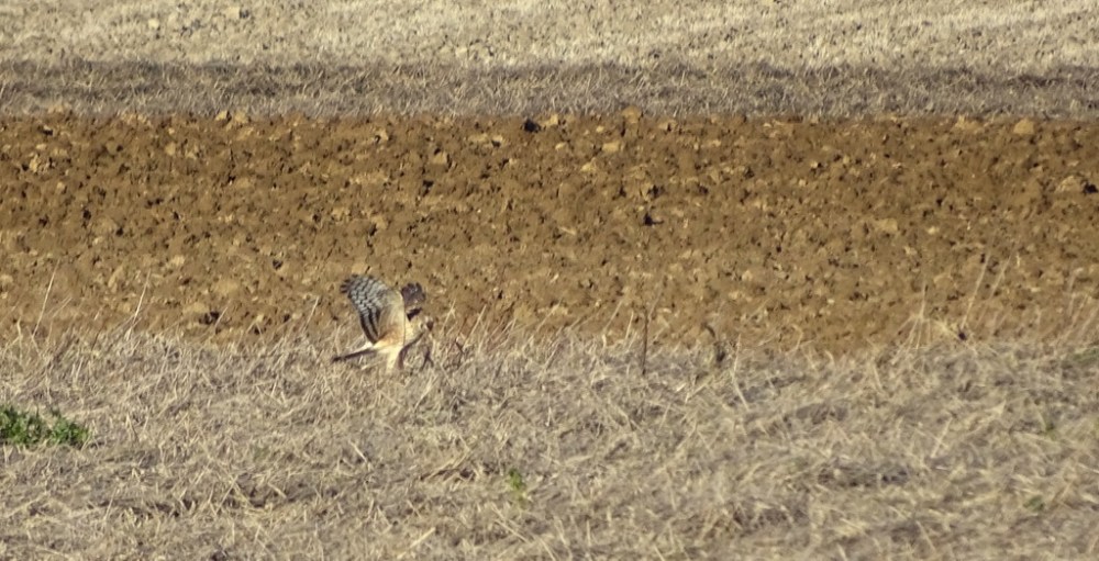 Blauwe Kiekendief (vrouw)