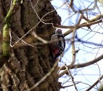 Middelste Bonte specht