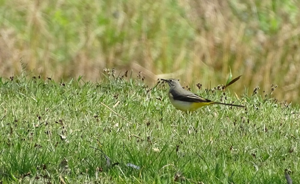 Grote Gele Kwikstaart