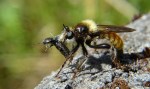 Gele Hommelroofvlieg