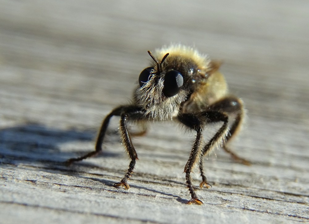 Gele Hommelroofvlieg