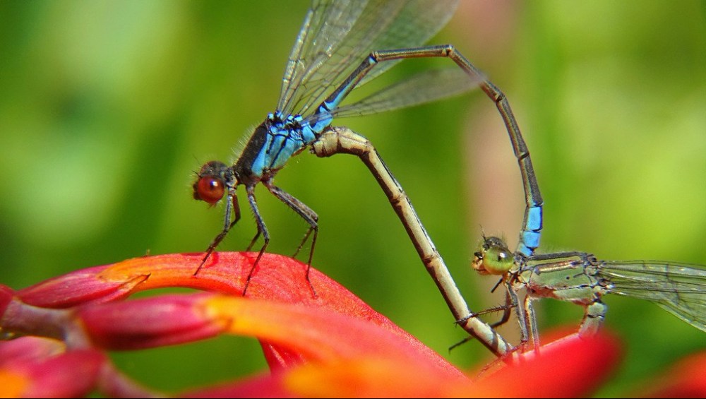 Kleine Roodoogjuffer
