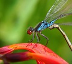 Kleine Roodoogjuffer