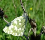Oostelijk Reseda Witje