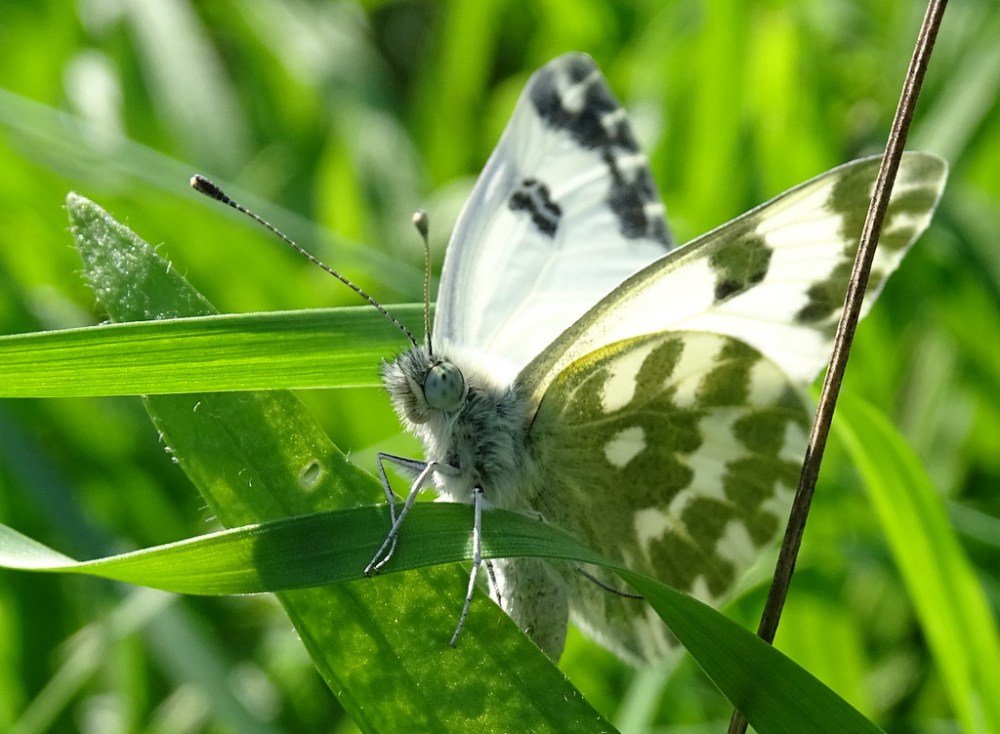 Oostelijk Reseda Witje