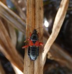Rood-zwarte sikkelwants