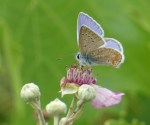 Icarusblauwtje