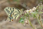 Koninginnepage (Papilio machaon)