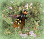 Megascolia maculata maculata