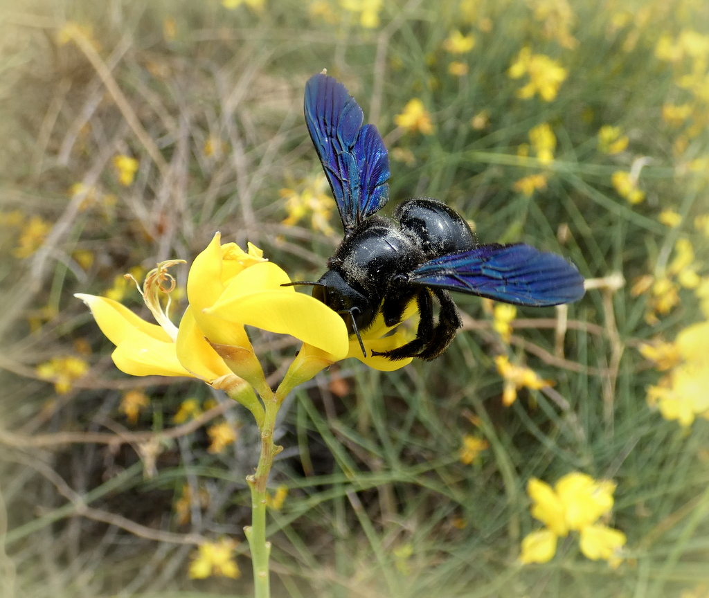 Blauwzwarte Houtbij Xylocopa violacea
