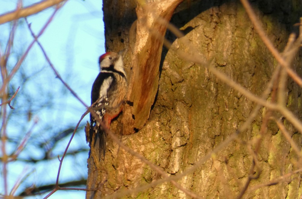 Middelste Bonte specht