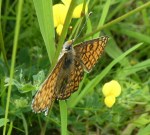 Veldparelmoervlinder