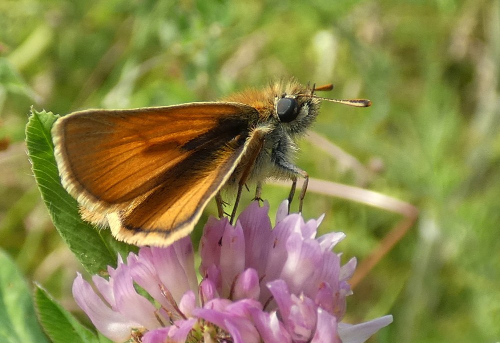 Zwartsprietdikkopje (Thymelicus lineola)