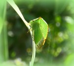 Buffelcicade ( Stictocephala bisonia&nbsp;)