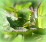 Buffelcicade ( Stictocephala bisonia&nbsp;)